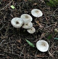 Lepiota atrodisca