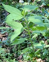 Verbesina occidentalis