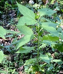 Verbesina occidentalis