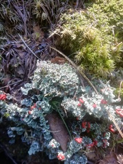 Cladonia bellidiflora