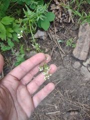 Galium boreale