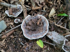 Hydnellum concrescens