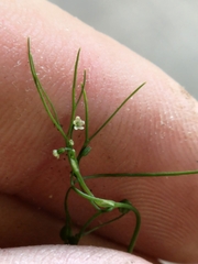 Cyclospermum leptophyllum