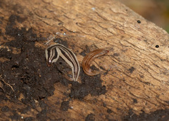 Geoplanidae