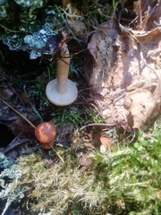Hydnum rufescens