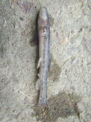 Barbatula toni