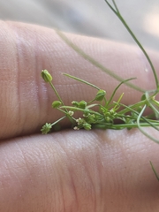 Cyclospermum leptophyllum