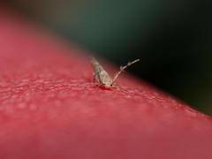 Stathmopoda