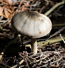 Agaricus placomyces