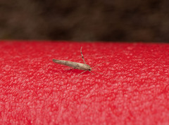 Stathmopoda