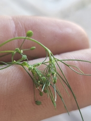 Cyclospermum leptophyllum