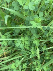 Trifolium dubium