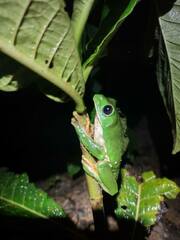 Agalychnis dacnicolor