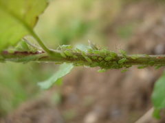 Macrosiphum