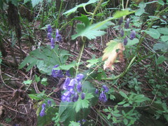 Aconitum fischeri