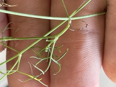 Cyclospermum leptophyllum