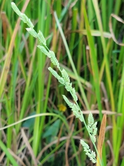 Beckmannia syzigachne