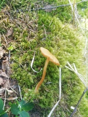 Gymnopilus penetrans