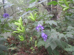 Aconitum fischeri