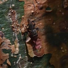 Ropalomeridae