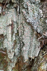 Icmadophila ericetorum