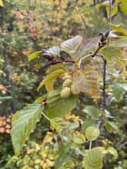 Alnus alnobetula