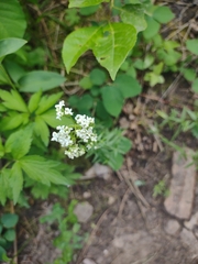 Galium boreale