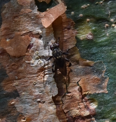 Ropalomeridae