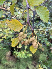 Alnus alnobetula