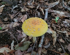Amanita muscaria guessowii