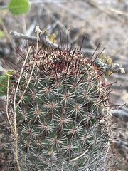 Mammillaria