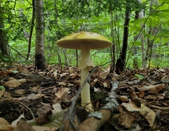 Amanita muscaria guessowii