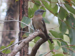 Cacomantis flabelliformis