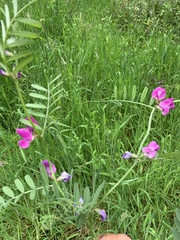 Vicia sativa