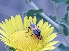 Chauliognathus basalis