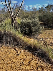 Cryptandra tomentosa