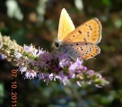 Lycaena thersamon