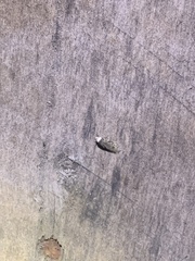 Endrosis sarcitrella