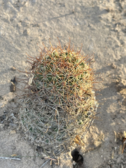 Mammillaria dioica