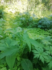 Cirsium heterophyllum