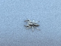 Metaphidippus siticulosus