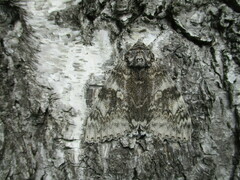 Catocala fraxini