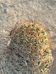 Mammillaria dioica