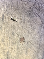 Endrosis sarcitrella