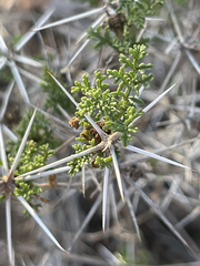 Ambrosia bryantii