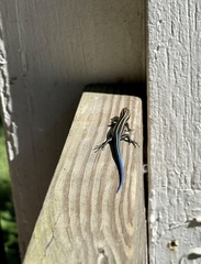 Plestiodon fasciatus