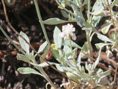Eriogonum