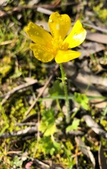 Ranunculus pachycarpus