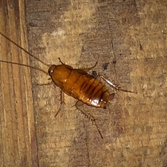 Shelfordella lateralis