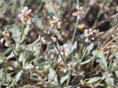 Eriogonum
